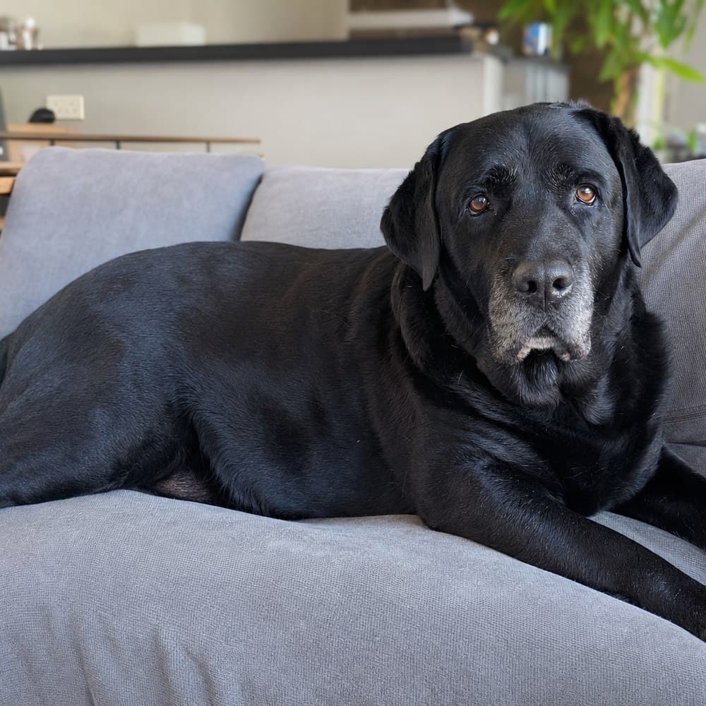 Bertão, labrador preto de 9 anos, deitado no sofá