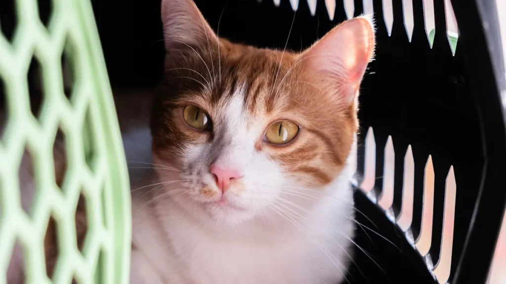 Plano de Saúde Pet Cobre Castração? O Guia por Operadora para Cães e Gatos