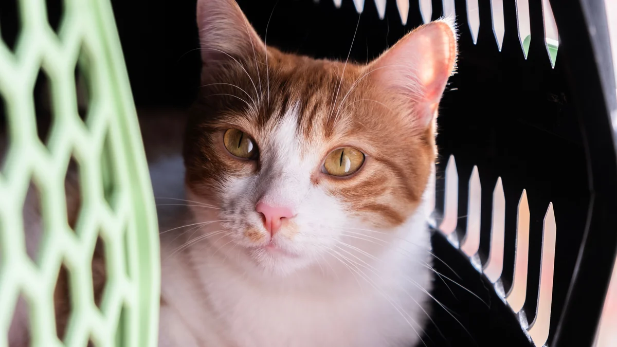 plano de saúde pet cobre castração: gato na caixa de transporte esperando atendimento na clínica