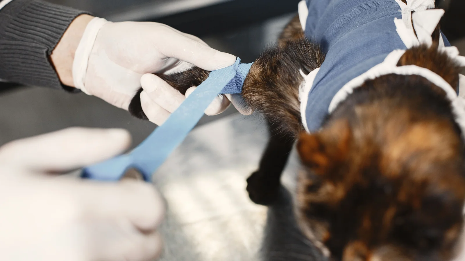 plano de saúde pet cobre castração: gato com roupa cirúrgica recebe curativo na pata após a cirurgia