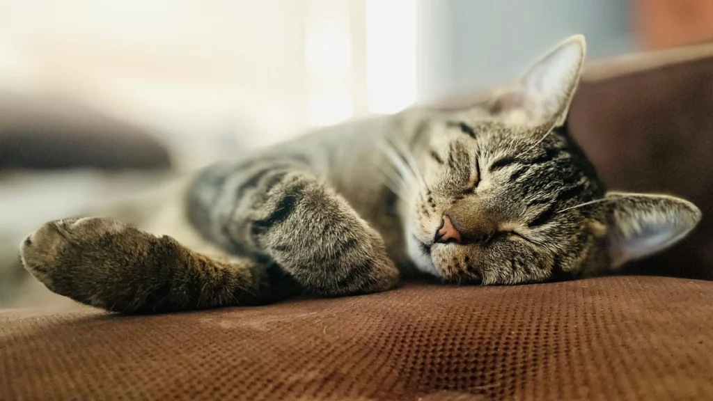 Carência de Plano de Saúde Pet: o que Ninguém Explica Direito