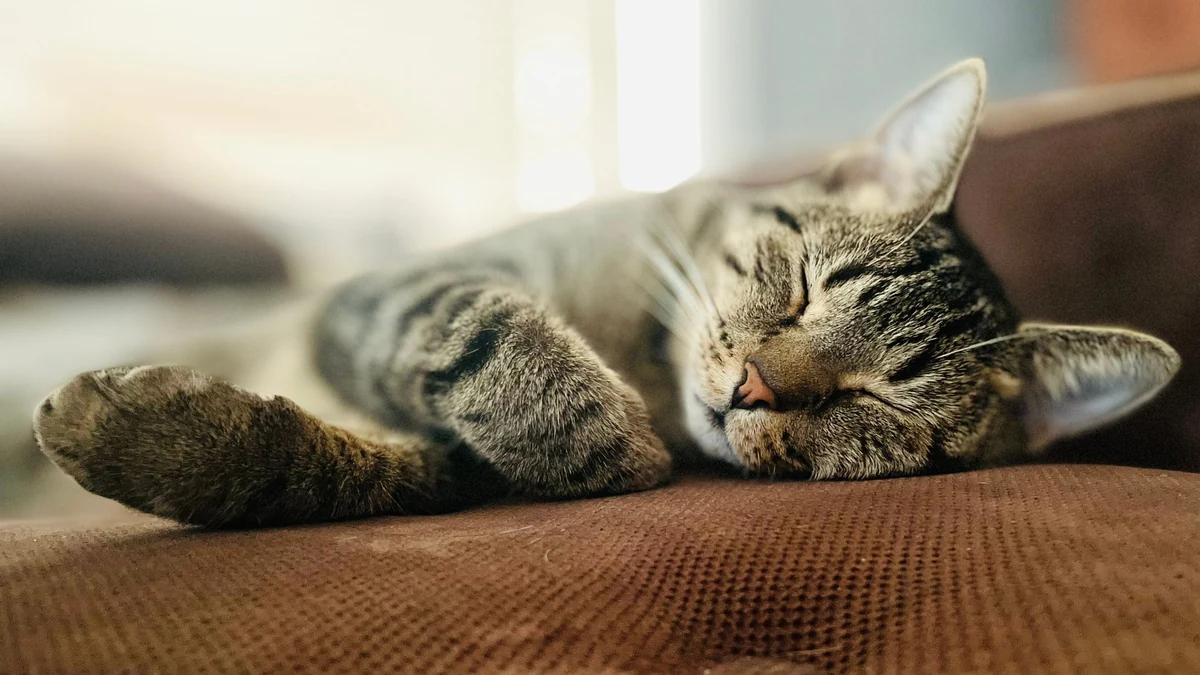 carência de plano de saúde pet: gato tranquilo dormindo no sofá de casa