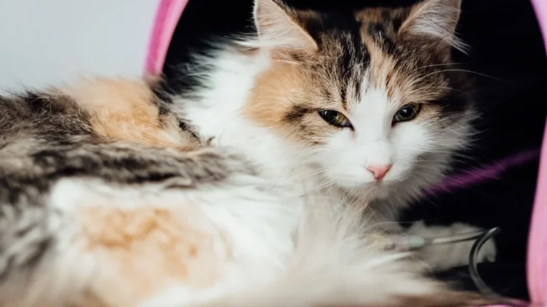 valor da consulta veterinária: gato recebendo soro durante atendimento em clínica veterinária