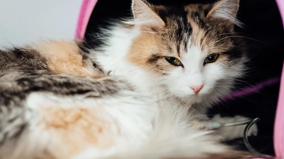 valor da consulta veterinária: gato recebendo soro durante atendimento em clínica veterinária