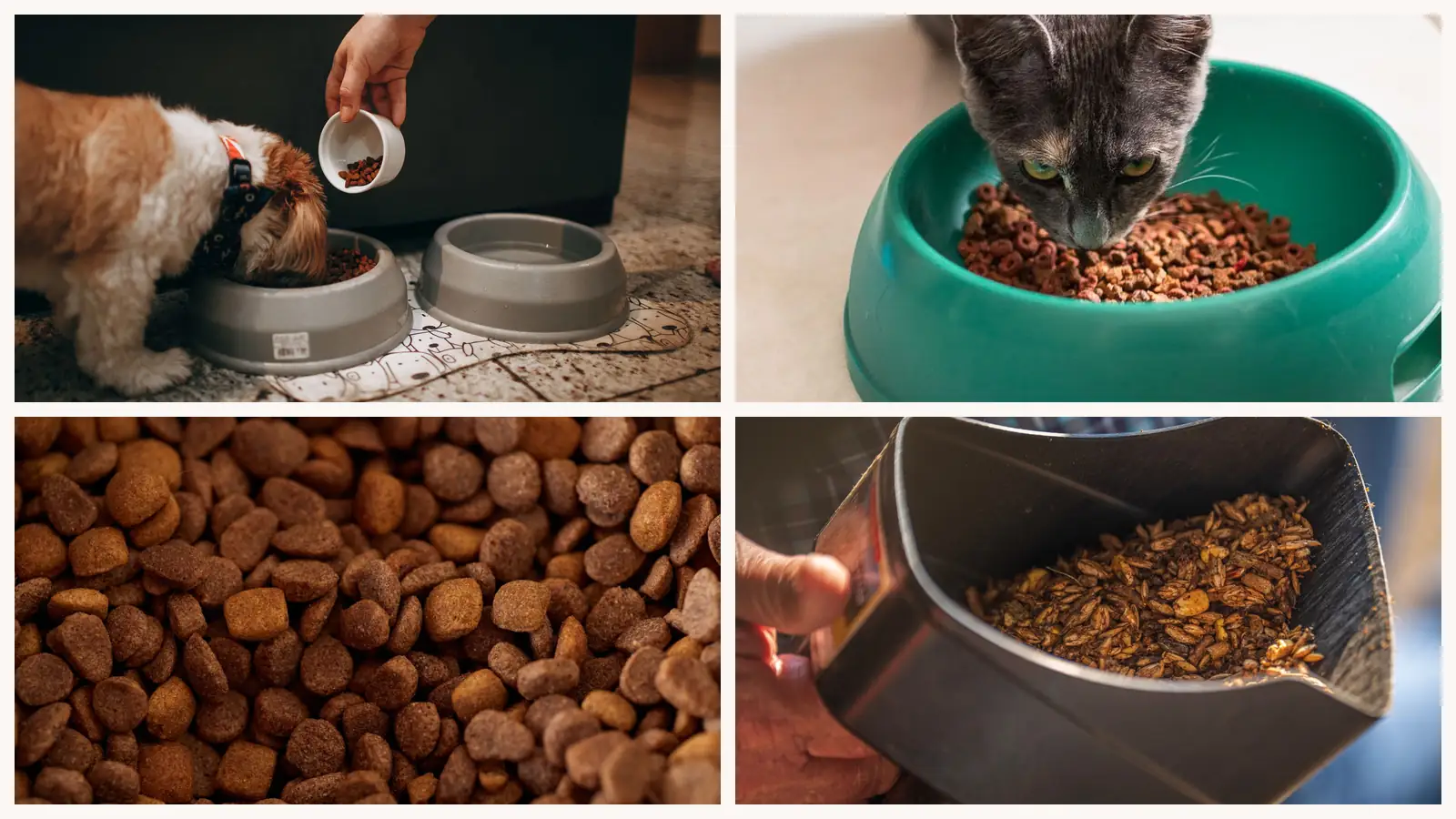 melhor ração para cachorro: cão e gato comendo, grãos de ração em detalhe e a porção sendo medida