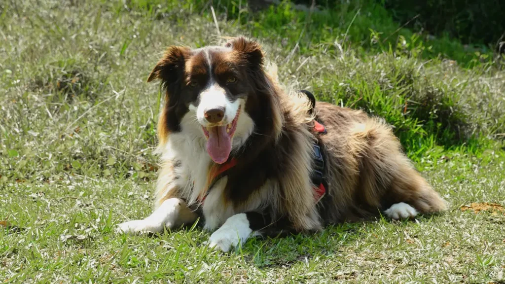 Bravecto vs Nexgard vs Simparic: Qual o Melhor Antipulgas para Cachorro?