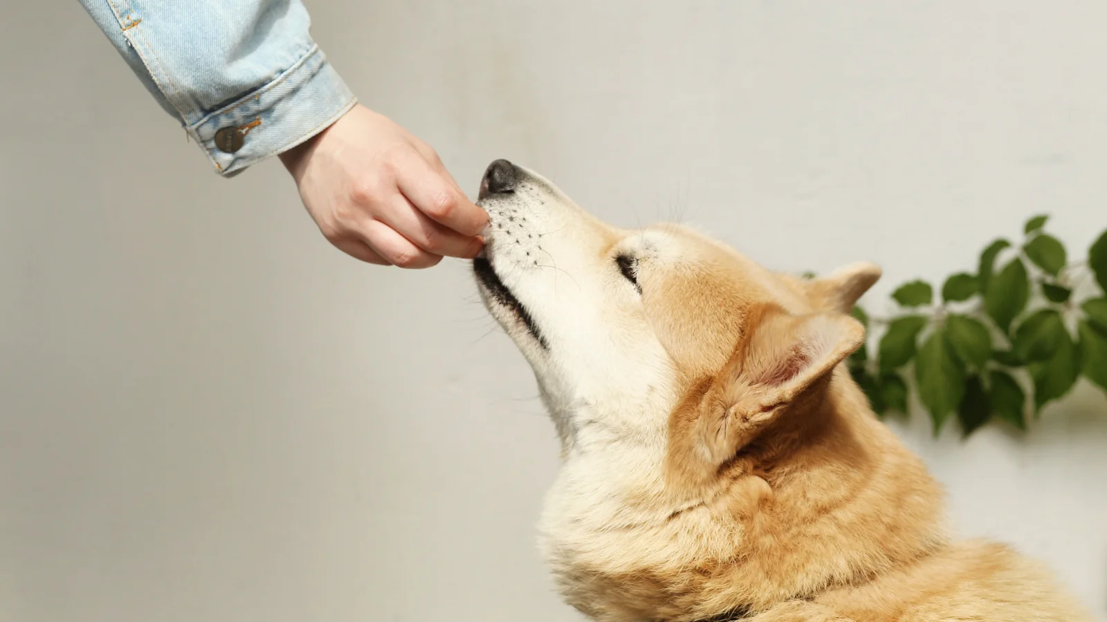 bravecto ou nexgard ou simparic: cão recebendo o comprimido antipulgas mastigável da mão do tutor