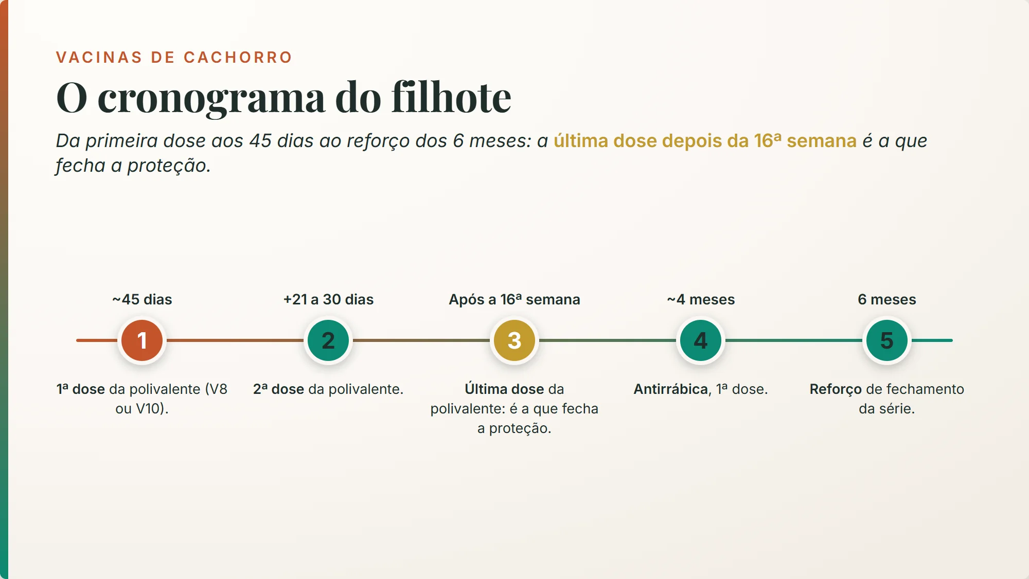 vacinas de cachorro: a linha do tempo do filhote, da primeira dose aos 45 dias ao reforço dos 6 meses