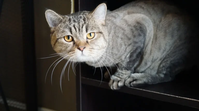 sinais de dor em gatos: gato cinza rajado deitado imóvel em uma prateleira alta
