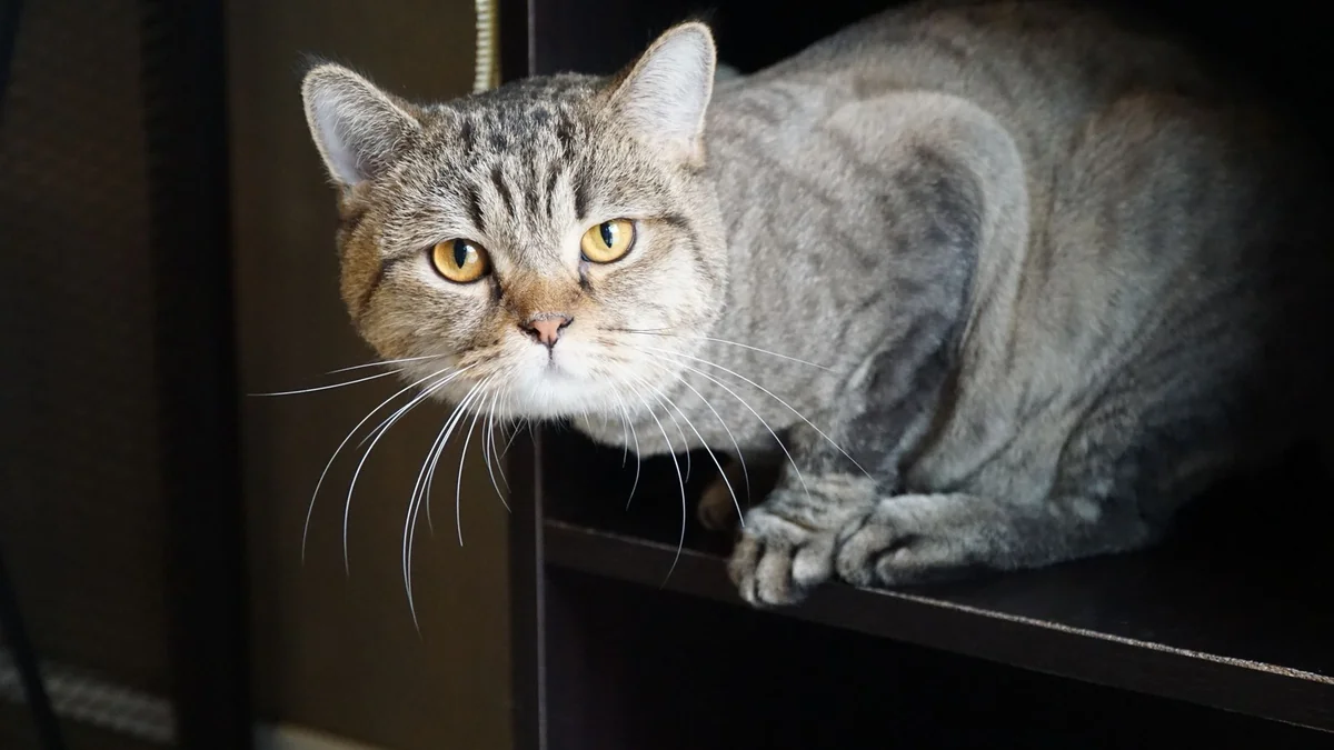 sinais de dor em gatos: gato cinza rajado deitado imóvel em uma prateleira alta