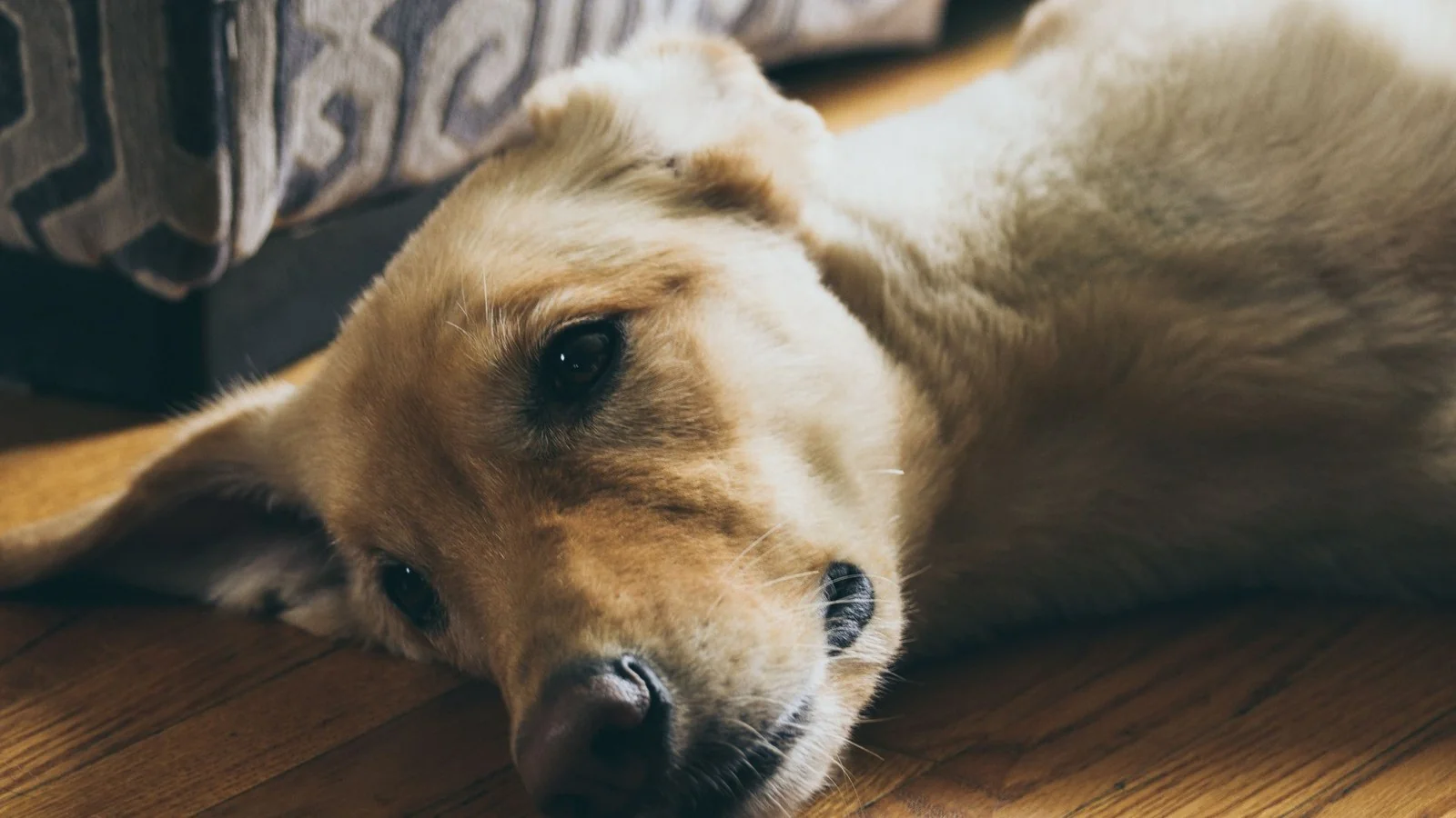 sinais de dor em gatos e cachorros: cão idoso deitado no piso de casa com a cabeça apoiada