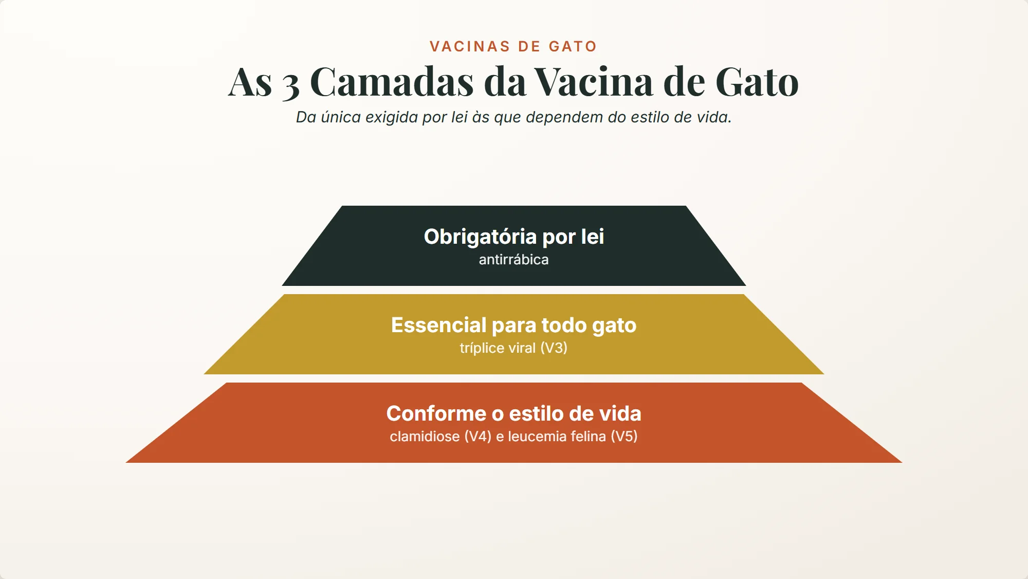 vacinas de gato: só a antirrábica é obrigatória por lei, a tríplice viral é essencial para todo gato e clamidiose e FeLV entram conforme o estilo de vida