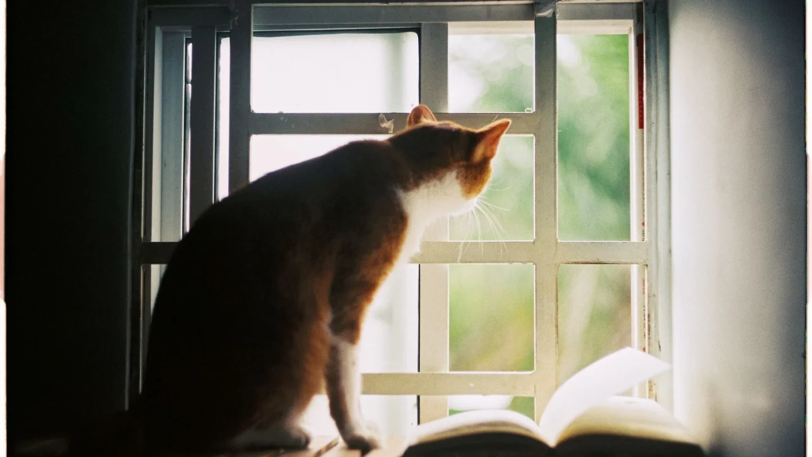 vacinas de gato: gato de apartamento observando a janela, exemplo de felino sem acesso à rua