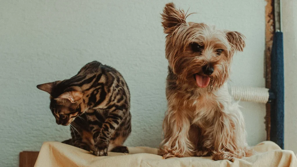 Saúde Preventiva Pet: o Calendário Anual Completo que Economiza Vidas (e Dinheiro)