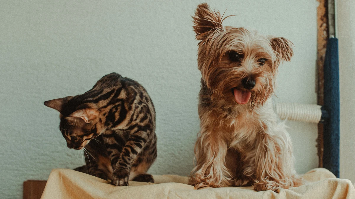 saúde preventiva pet: gato e cachorro juntos e saudáveis em casa