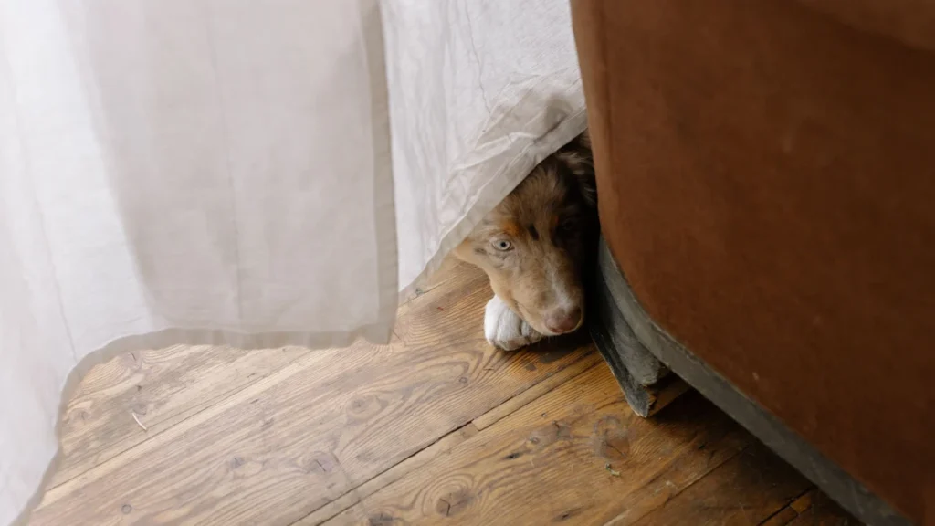 Adotei um Cachorro ou um Gato: o Guia dos Primeiros 90 Dias