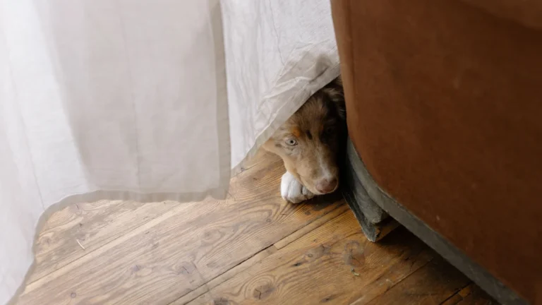 adotei um cachorro: cão recém-adotado retraído observando de longe na casa nova