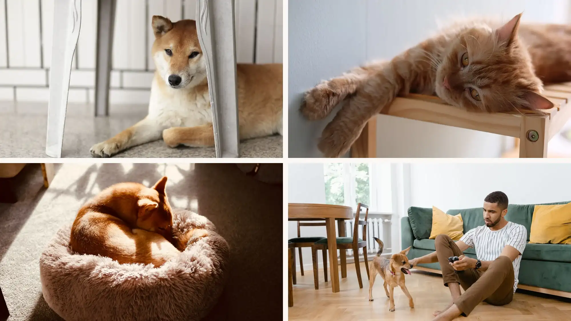adotei um cachorro: quatro cenas da chegada de um pet, do cão adulto ao filhote