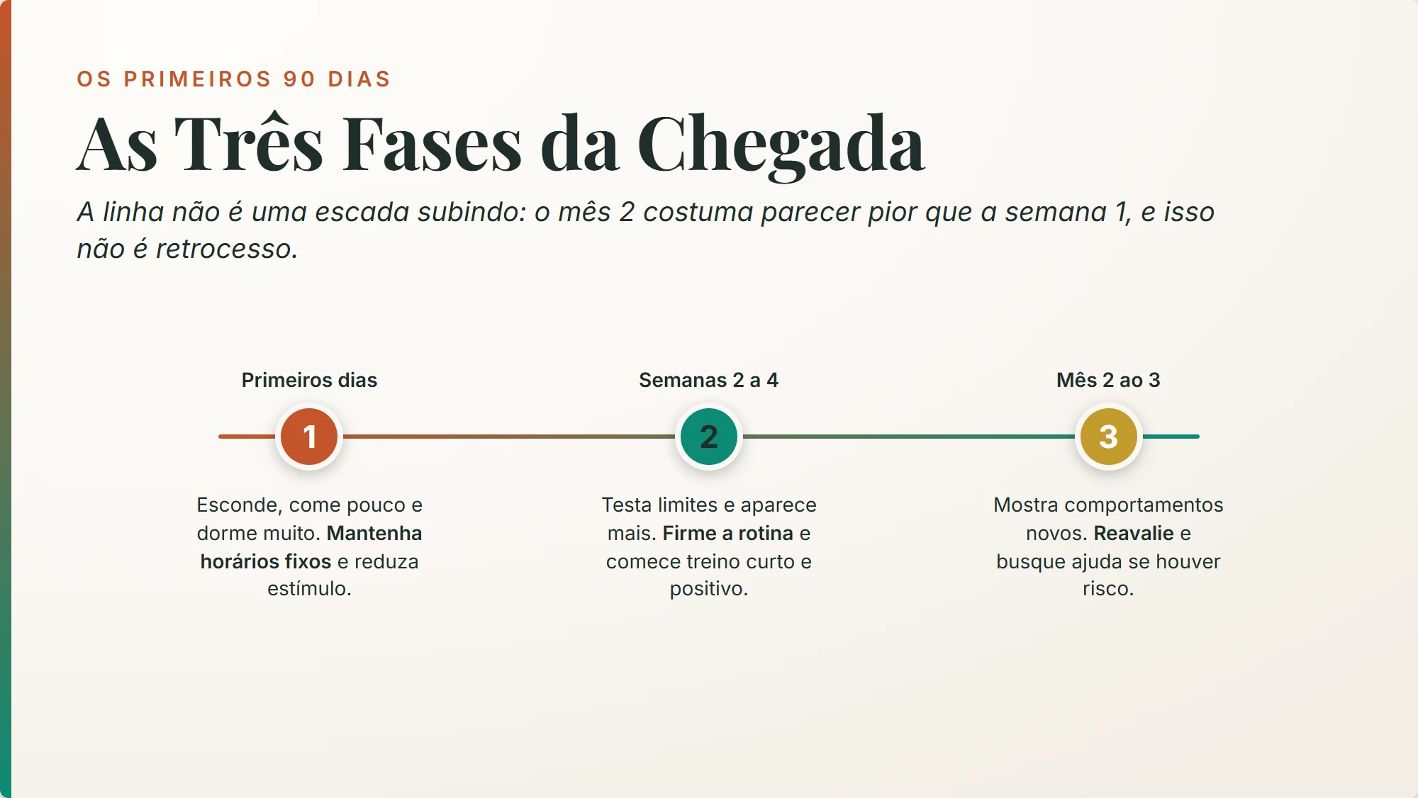 adotei um cachorro: as três fases dos primeiros 90 dias e o que fazer em cada uma