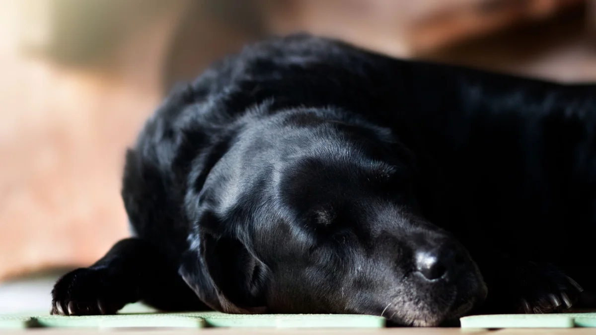 o que os veterinários gostariam que os tutores soubessem: labrador preto dormindo em casa sob luz quente