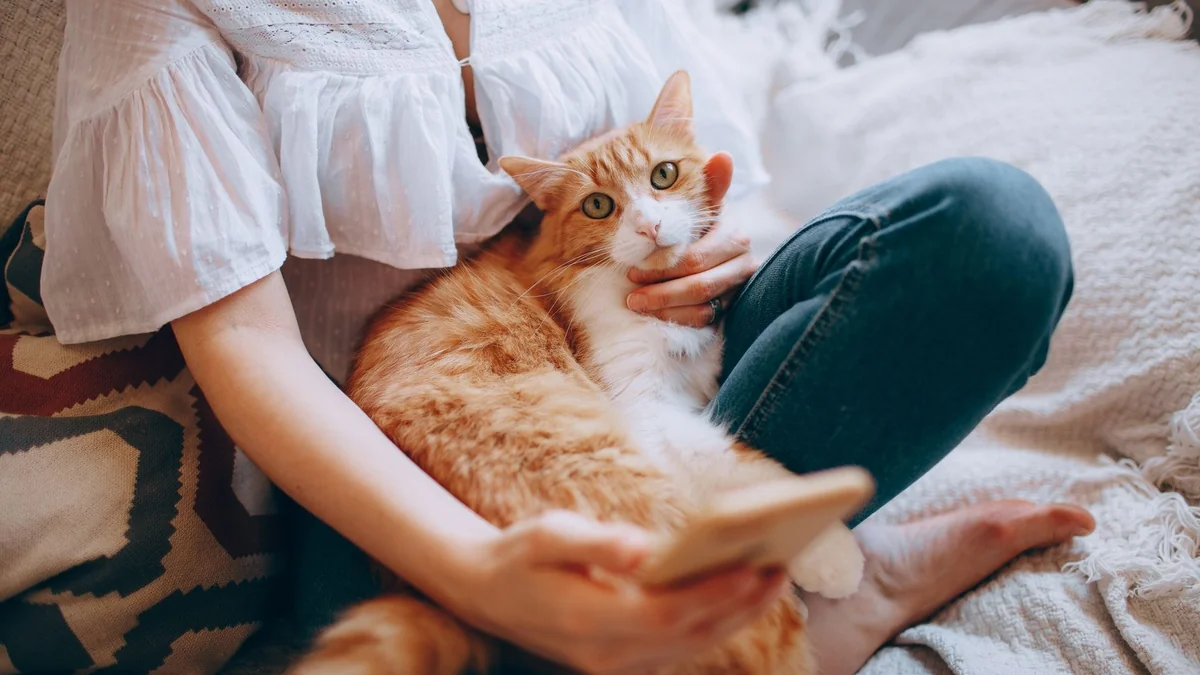 sinpatinhas cadastro: gato laranja no colo da tutora que segura o celular durante o registro