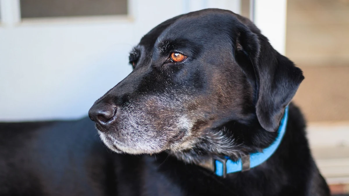 doença do carrapato: labrador preto adulto de focinho grisalho, em ambiente doméstico