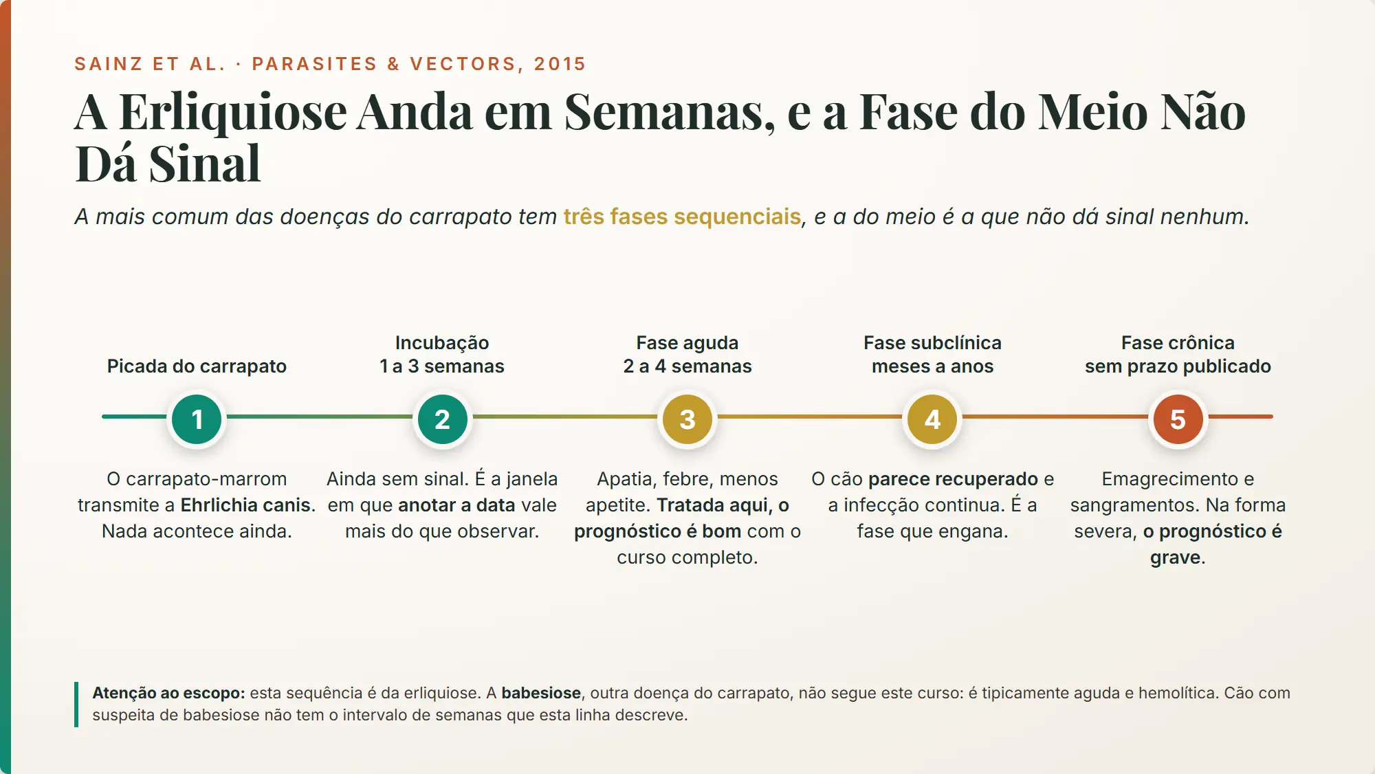 doença do carrapato: incubação de 1 a 3 semanas, fase aguda de 2 a 4 semanas e depois a fase subclínica, em que o cão parece recuperado e a infecção continua