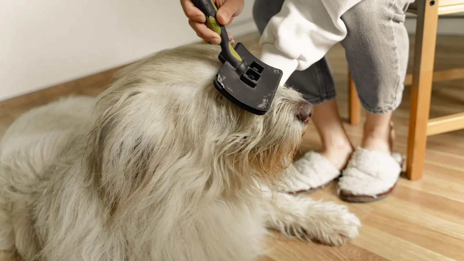doença do carrapato: revisão do pelo do cão com escova, o gesto que encontra o carrapato depois do passeio