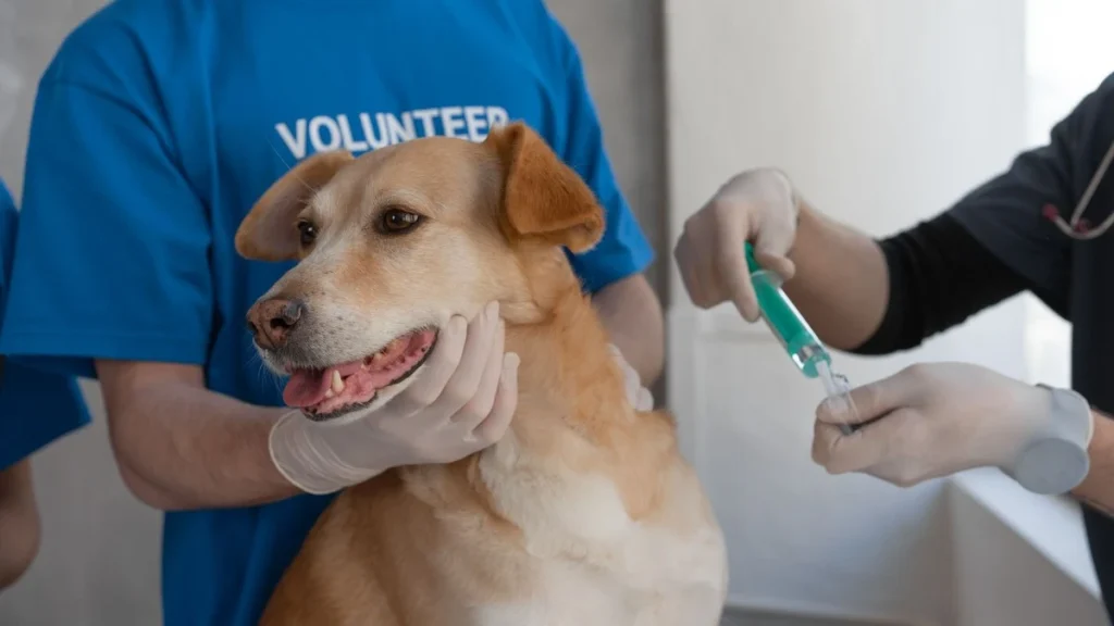Vacina Antirrábica para Cachorro: de Quanto em Quanto Tempo, e o Que Fazer se Atrasou