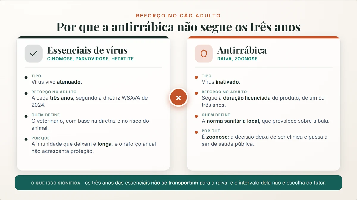 vacina antirrábica cachorro: as essenciais de vírus reforçam a cada 3 anos, a antirrábica segue a duração licenciada