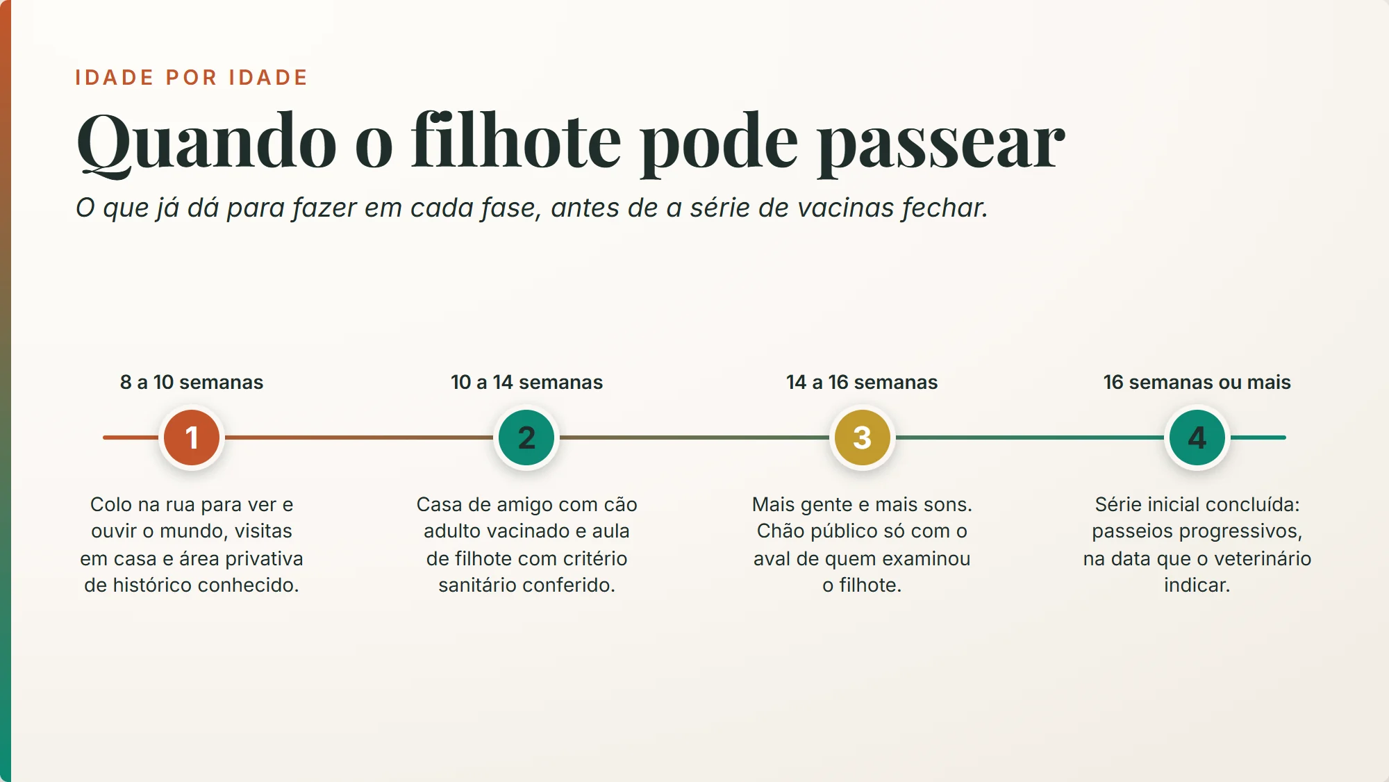 quando o filhote pode passear: régua por fase, do colo entre 8 e 10 semanas ao passeio depois das 16 semanas