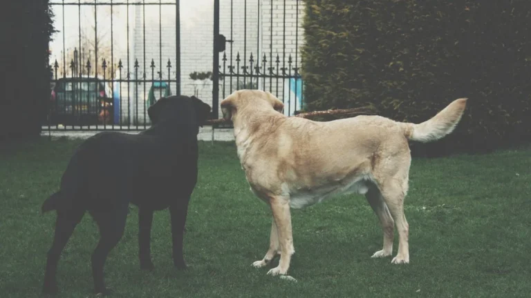 gps para cachorro: dois labradores junto ao portão aberto do jardim