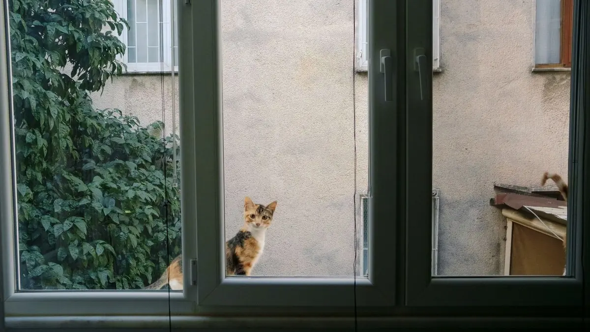 gps para cachorro e gato: gato tricolor do lado de fora da janela, entre as plantas