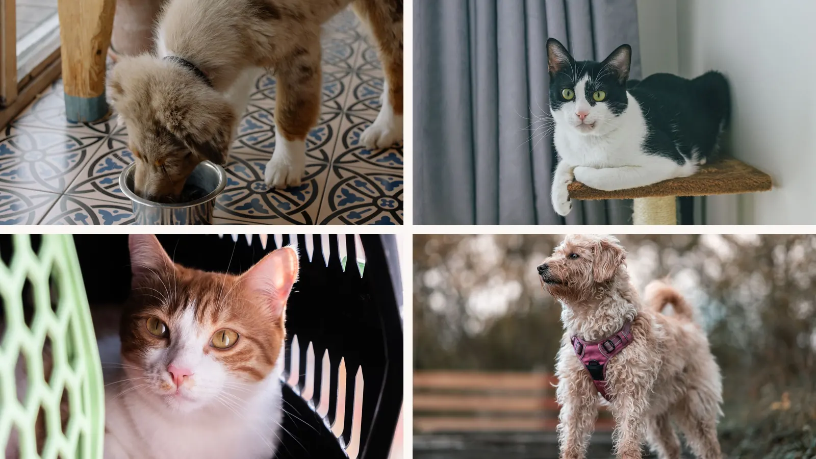 acessórios para cachorro: comedouro no chão, gato no alto do arranhador, caixa de transporte e peitoral no passeio
