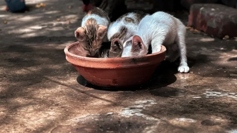 ração para gato filhote: três filhotes bebendo numa tigela de barro sob luz filtrada, ao ar livre