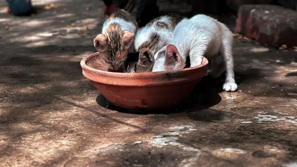 ração para gato filhote: três filhotes bebendo numa tigela de barro sob luz filtrada, ao ar livre