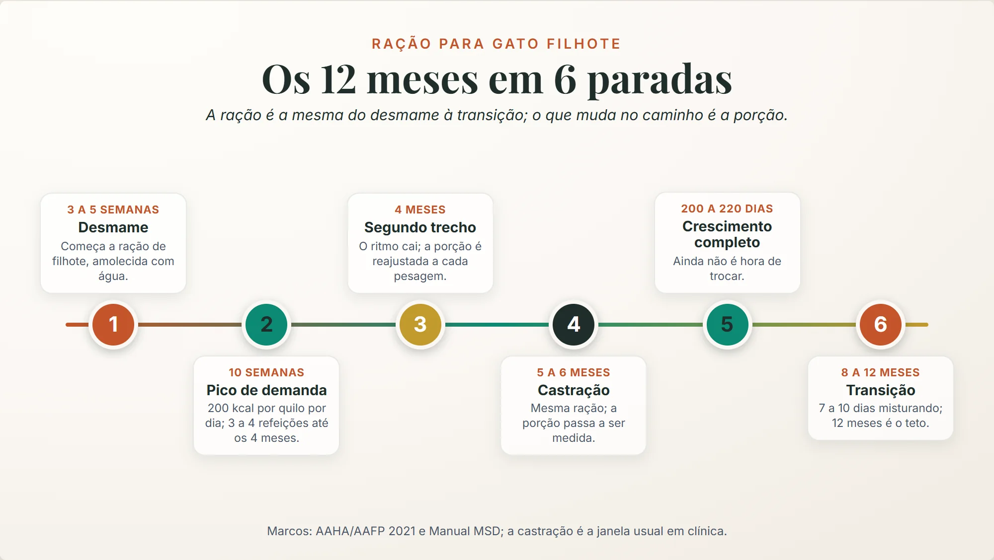ração para gato filhote: os 12 meses em 6 paradas, do desmame às 3 a 5 semanas à transição entre 8 e 12 meses, com a castração aos 5 a 6 meses mudando a porção e não o saco