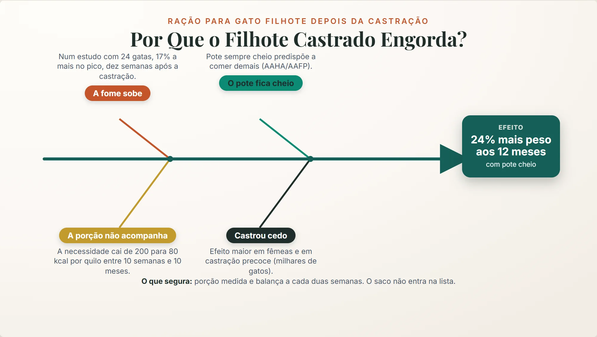 ração para gato filhote: por que o filhote castrado engorda, a fome sobe 17% no pico e o pote cheio leva a 24% mais peso aos 12 meses