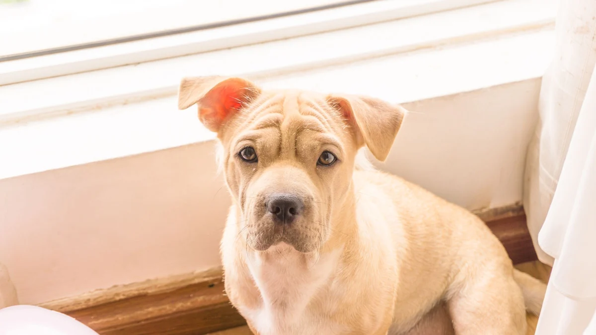 com quantos meses pode castrar um cachorro: filhote sem raça definida em casa, na idade em que a decisão da castração aparece