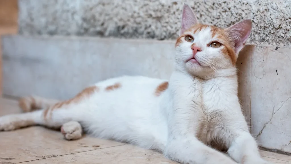 Qual o Melhor Antipulgas para Gato? Comparei os 7 Mais Procurados