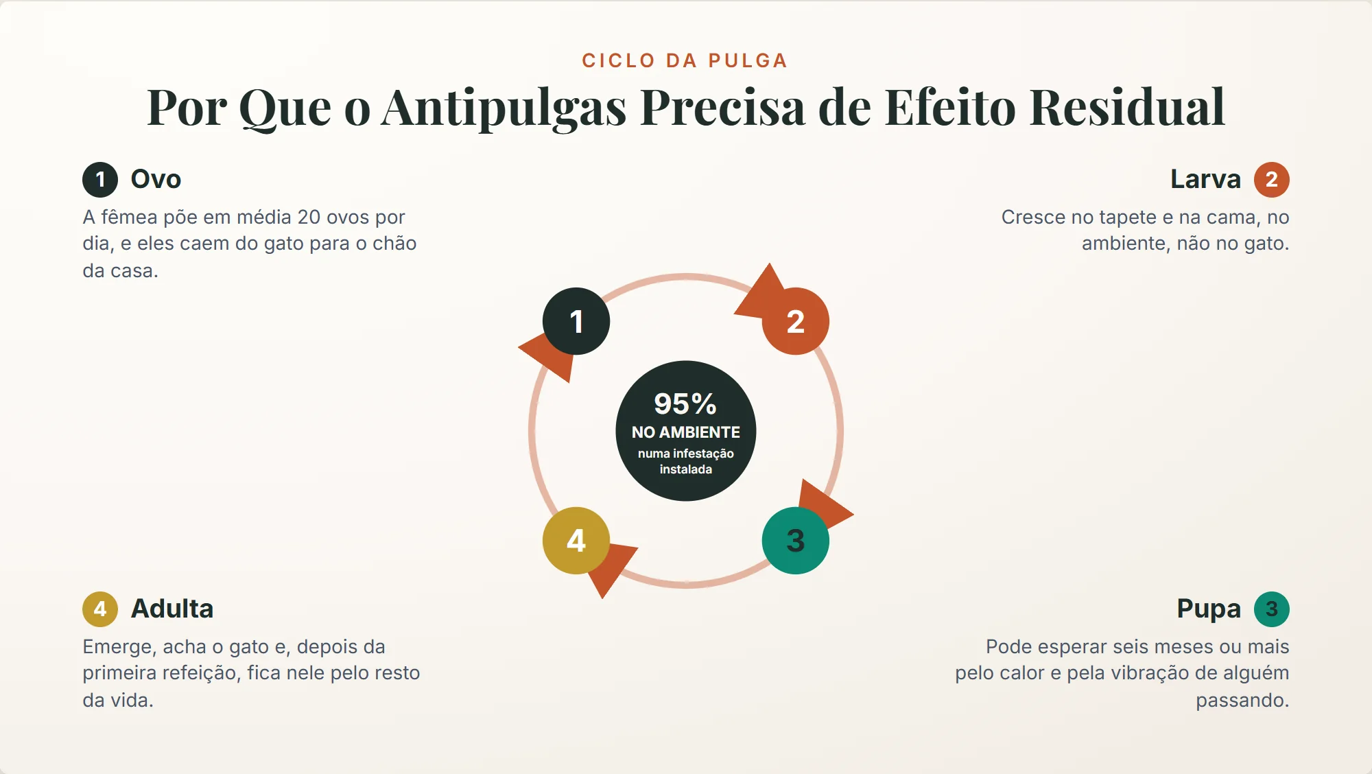 antipulgas para gato: numa infestação instalada, 95% das pulgas estão no ambiente como ovo, larva e pupa, e só a adulta vive no gato