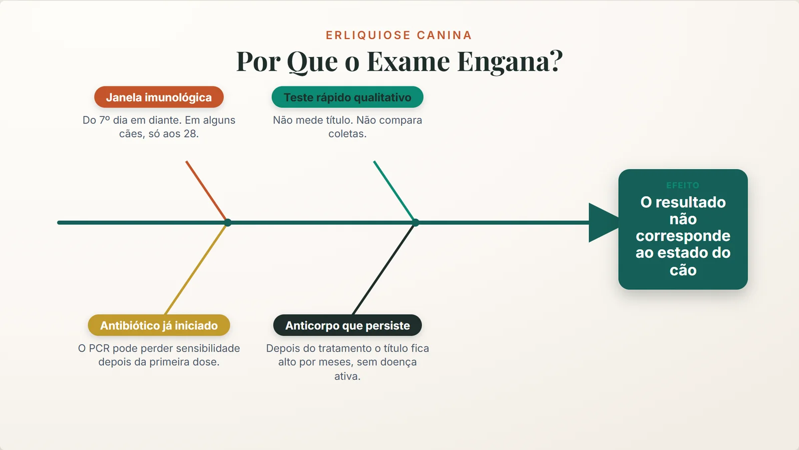erliquiose canina: as quatro causas de um resultado de exame que não corresponde ao estado do cão