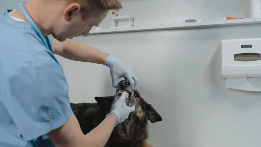 Babesiose Canina: Sintomas, Tratamento e o Que Ela Tem de Diferente