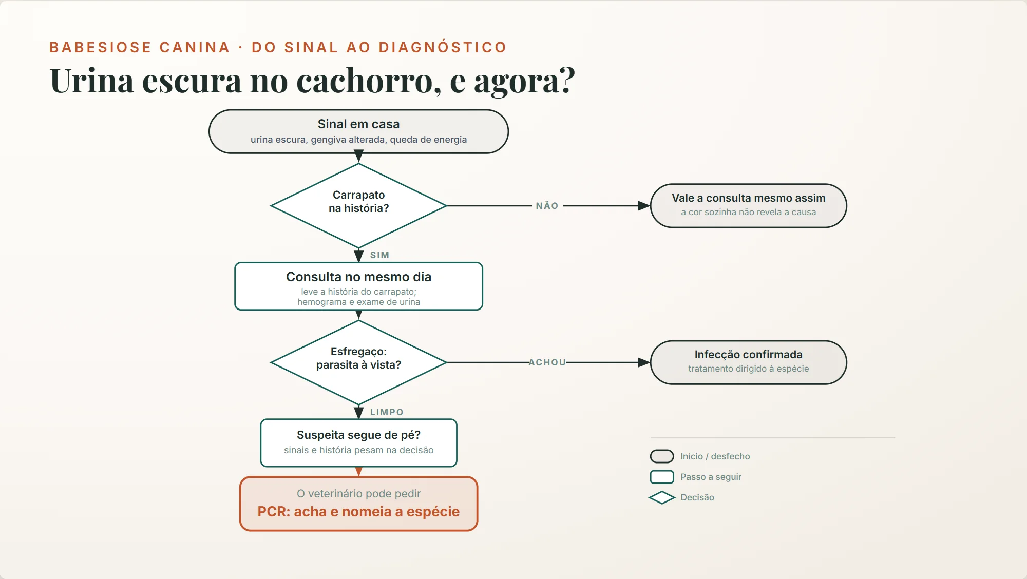 babesiose canina: urina escura ou gengiva alterada com carrapato na história pede consulta no mesmo dia; esfregaço e PCR confirmam