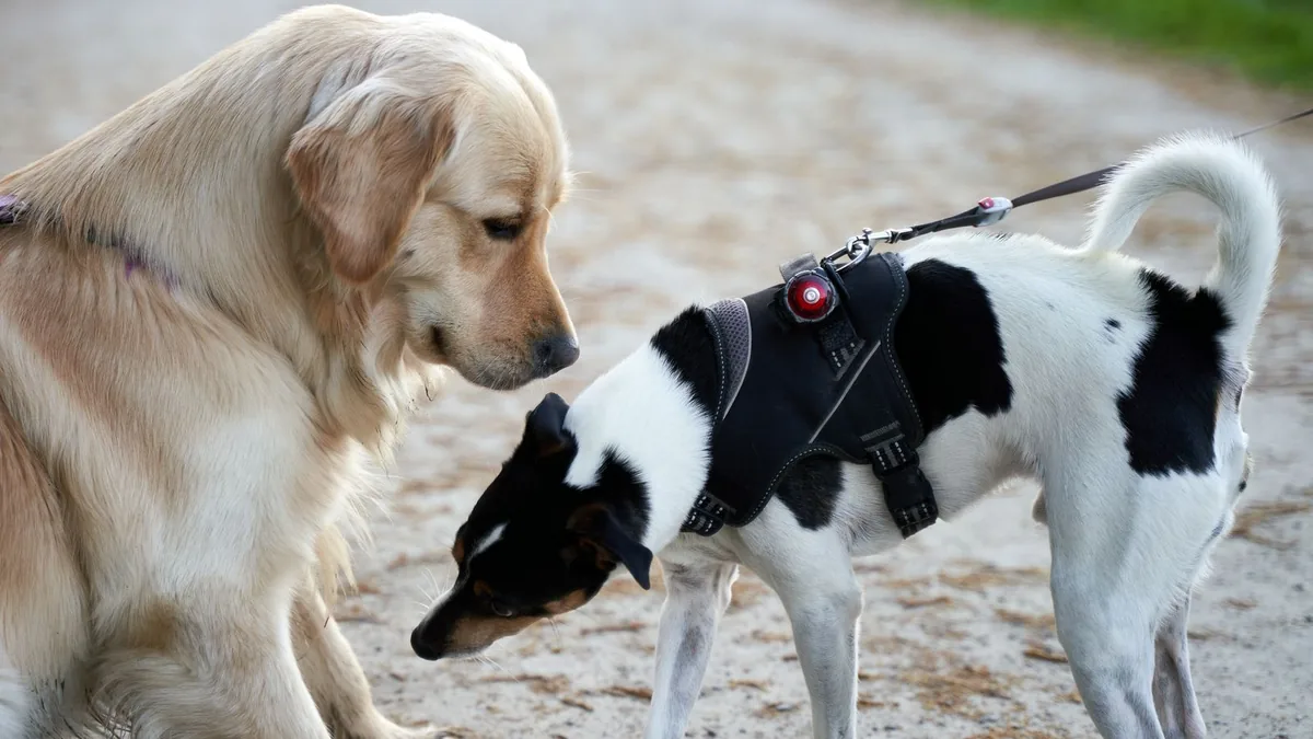 tosse dos canis: golden retriever cheira um cão preto e branco focinho com focinho num caminho de parque
