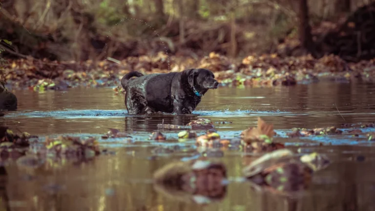 vacina v10: labrador preto parado dentro de um riacho raso com folhas secas na água