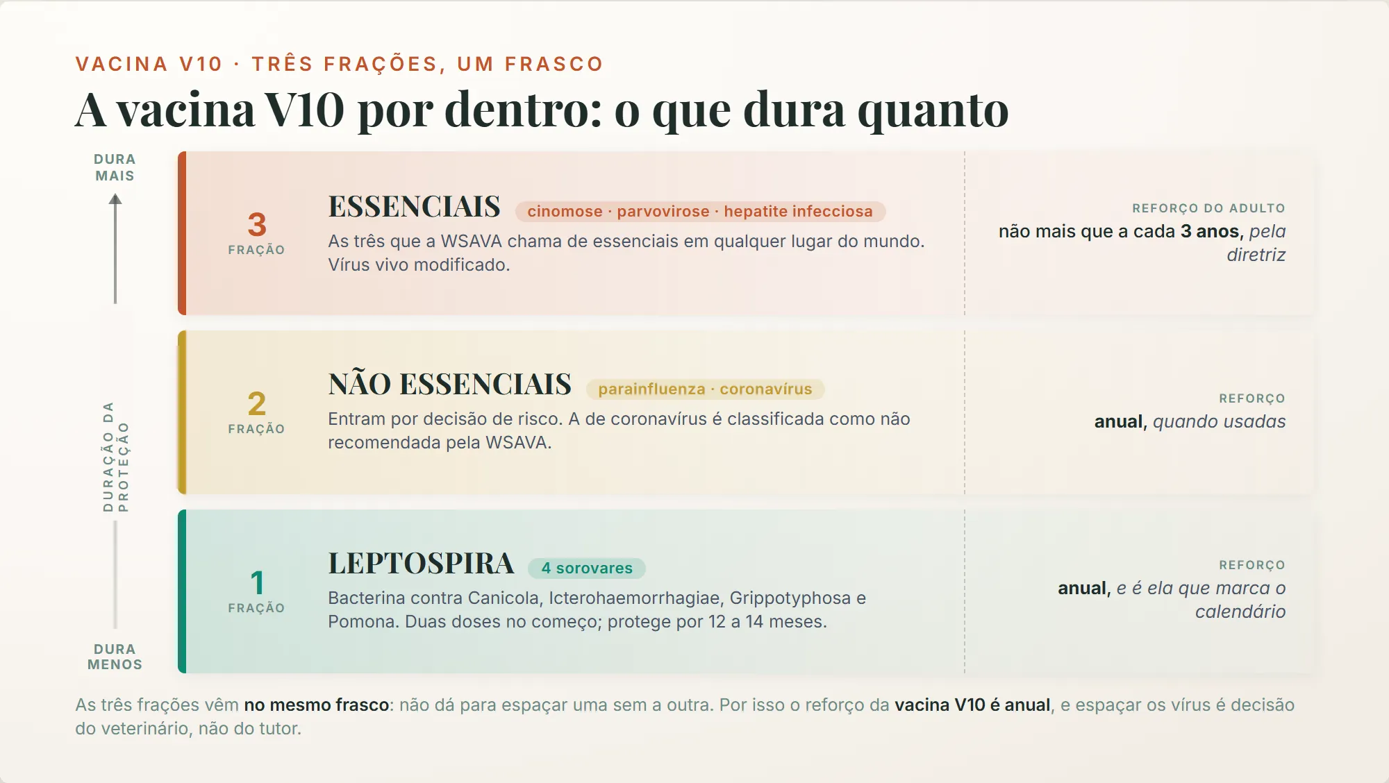 vacina v10: os vírus essenciais protegem por 3 anos ou mais e a fração de leptospira por cerca de 1 ano, mas vêm no mesmo frasco, e por isso o reforço é anual