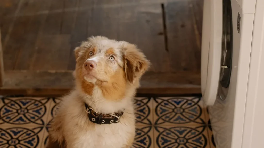 Tapete Higiênico para Cachorro: Descartável ou Lavável? A Conta de 1 Ano